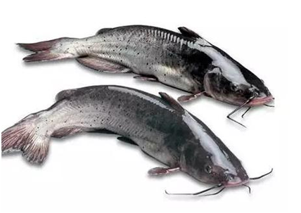 鮰鱼-三珍食品官网