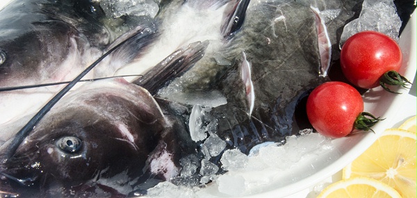 开背冰鲜鱼-三珍食品官网