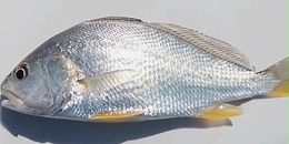 "海中珍品，美味又健康：鱼满仓拉菲黄鱼的全面魅力解
