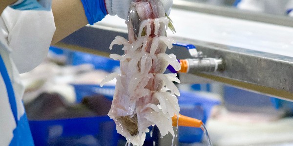 解锁宴席用鱼新密码：品种、烹制与消费的新动态