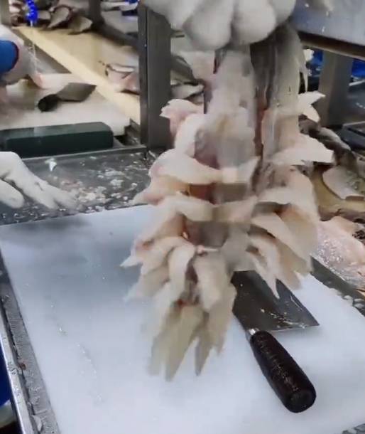 松鼠桂鱼