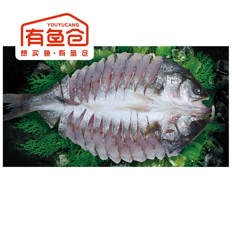 功夫海鲈鱼_画板 1 功夫海鲈鱼_画板 1