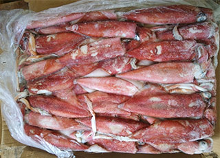 LOLIGO SQUID
