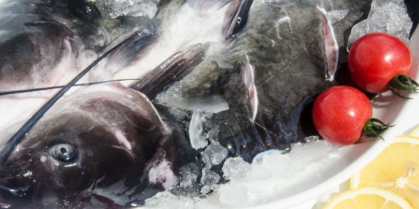 疫情重挫下，餐企为什么选择冷冻鮰鱼来逆袭“自救”