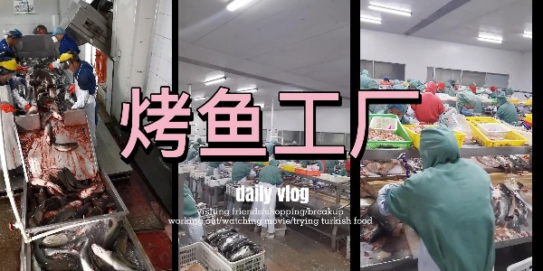 开背鮰鱼工厂
