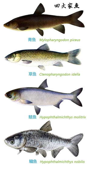 四大家鱼-三珍食品官网