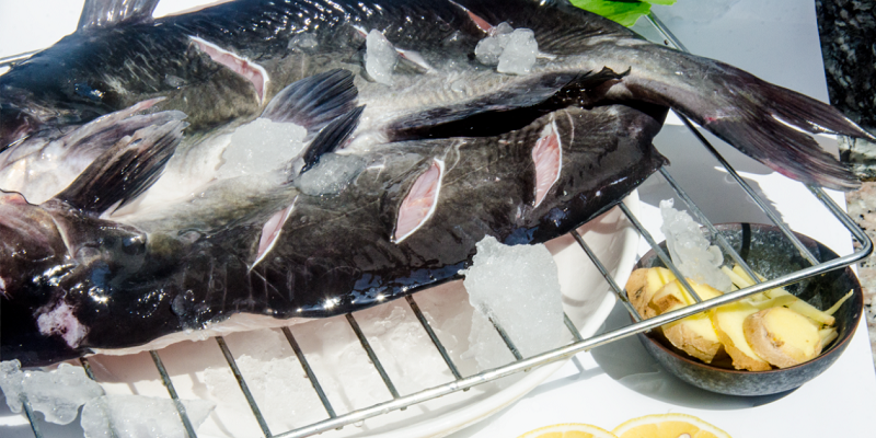 开背清江鱼，成烤鱼爆红单品的优势就在于……