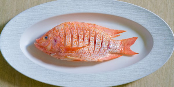 彩虹斑又名彩虹鲷（红罗非），无细刺正在成为餐饮食材的新宠