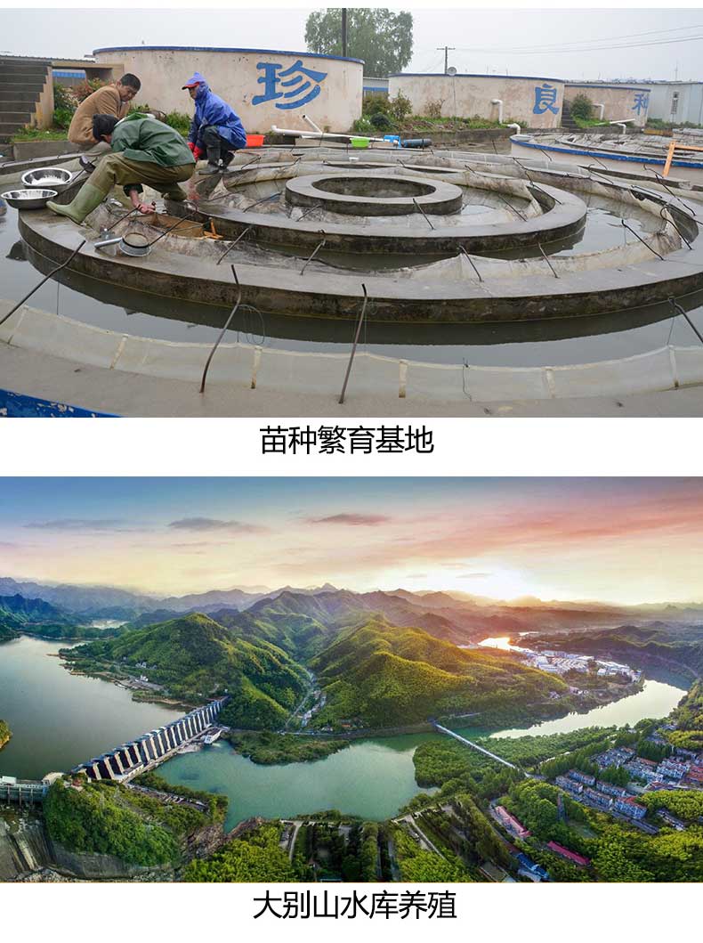 鮰鱼排详情页_06