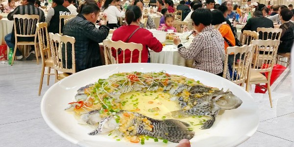 发现适合中高端宴席新宝藏 — 青石斑鱼（花斑鱼）